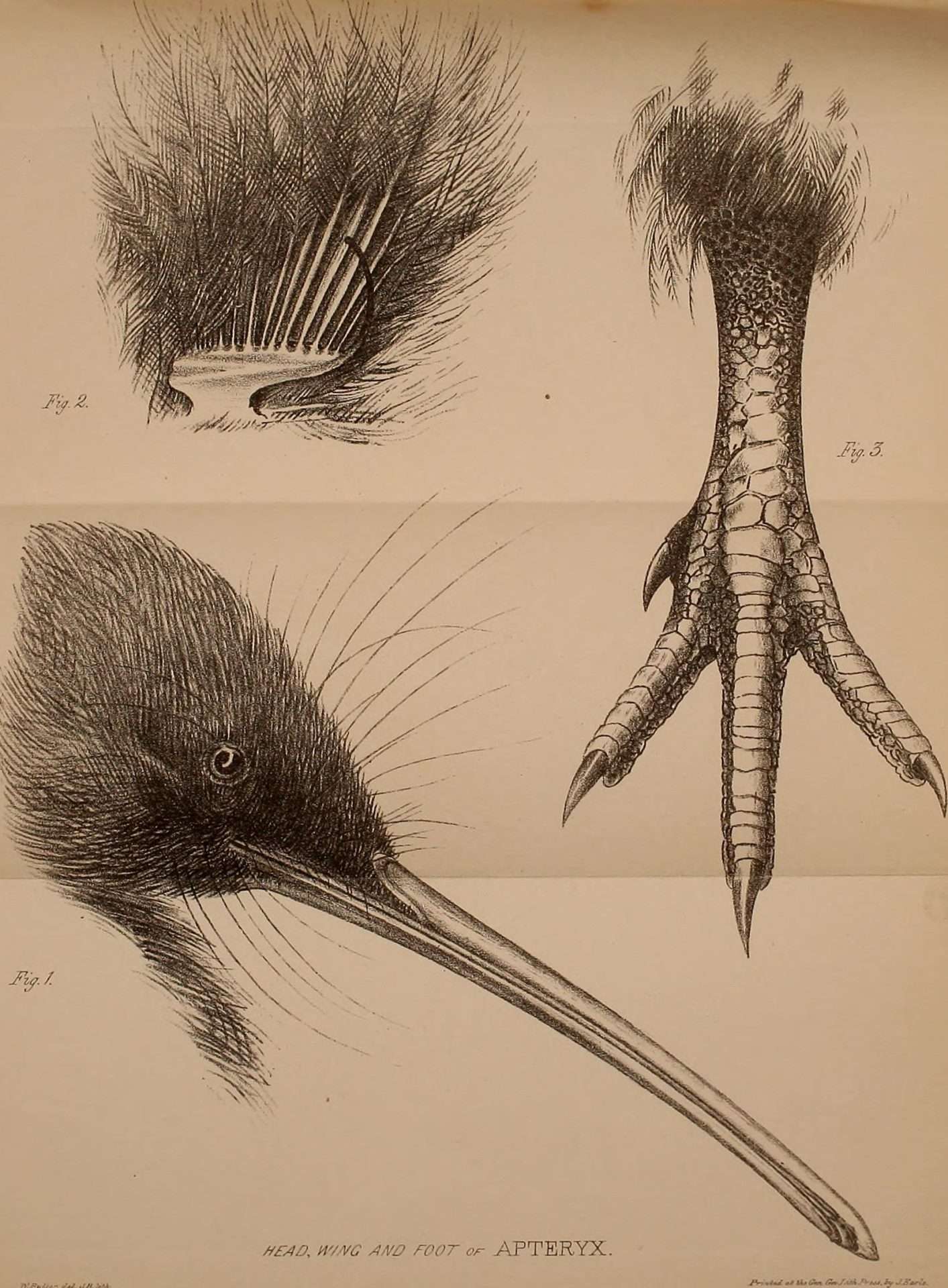 Kiwi vogel